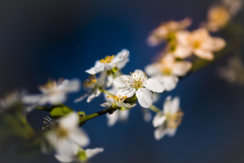 Free Image of Close Up of Branch With White Flowers 