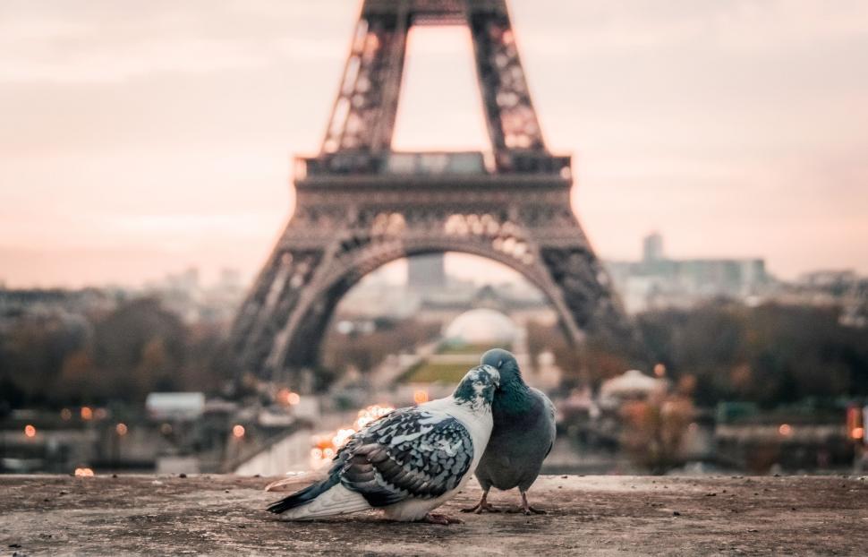 Free Image of Birds Standing in Front of the Eiffel Tower 