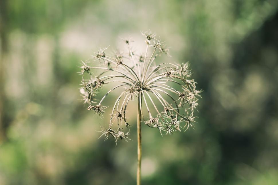 Free Image of Close Up of Dandelion in Field 