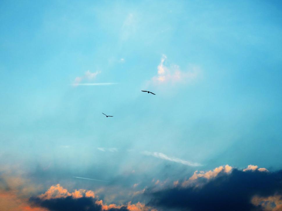 Free Image of Birds Flying Through Cloudy Sky 