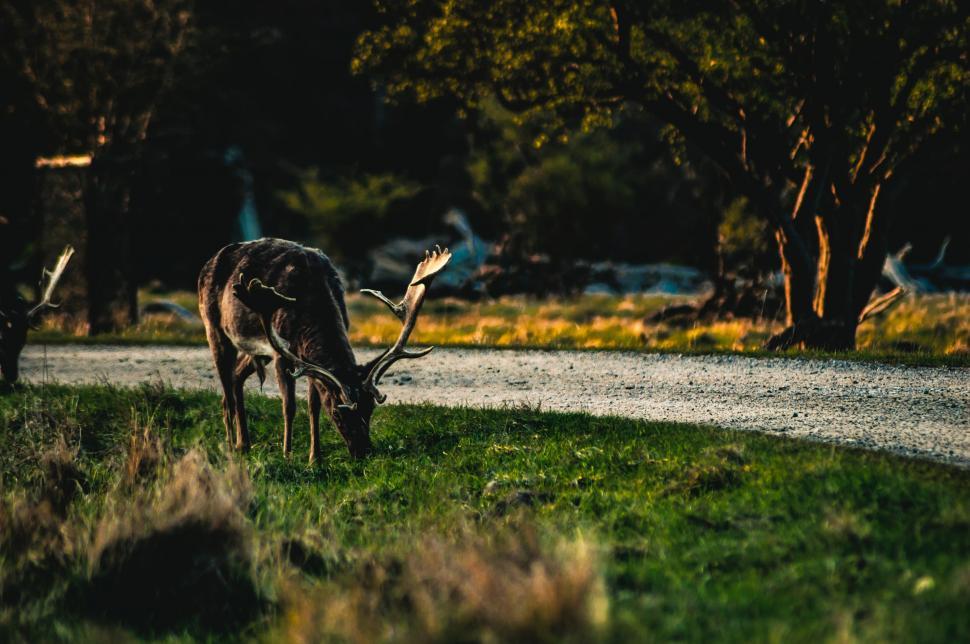 Free Image of Deer Grazing on Grass by Roadside 