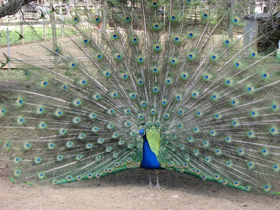 Free Image of Peacock 