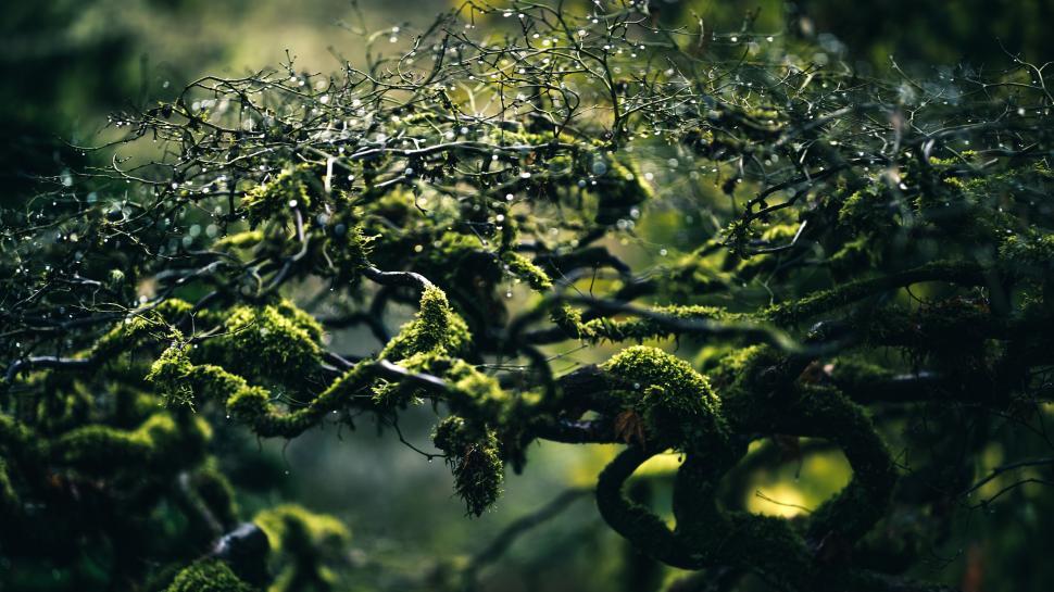 Free Image of Close Up of Tree Covered in Moss 