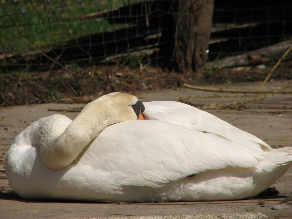 Free Image of Sleeping Swan 