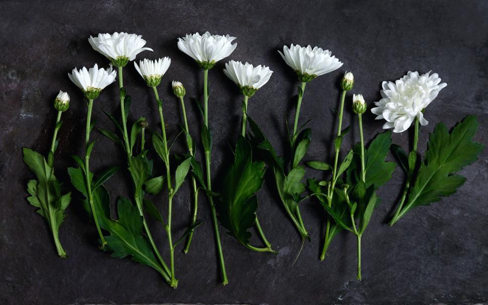 Free Image of Group of White Flowers on Table 