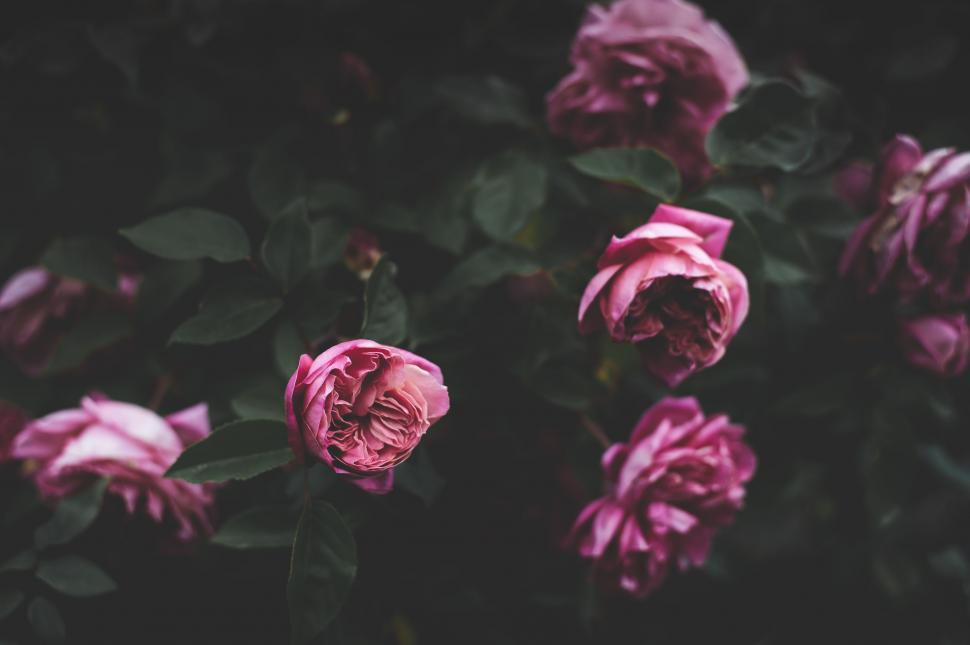 Free Image of Blooming Pink Roses in Full Bloom 