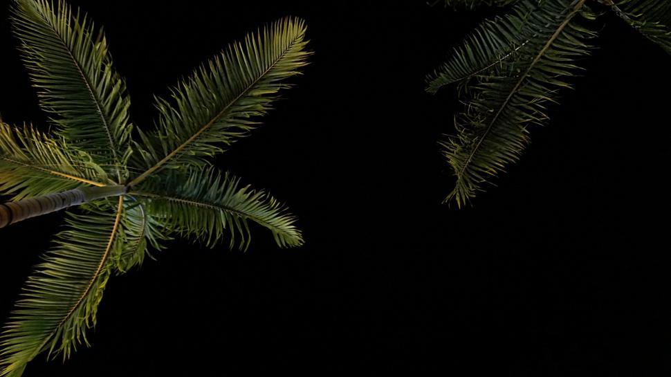 Free Image of Close-up of Palm Tree Against Black Background 