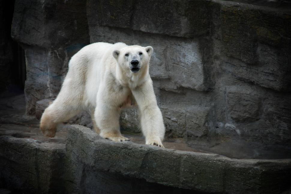Free Image of Polar Bear Standing on Rock Ledge 