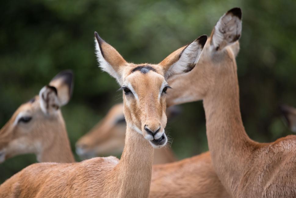 Free Image of Group of Deer Standing Together 