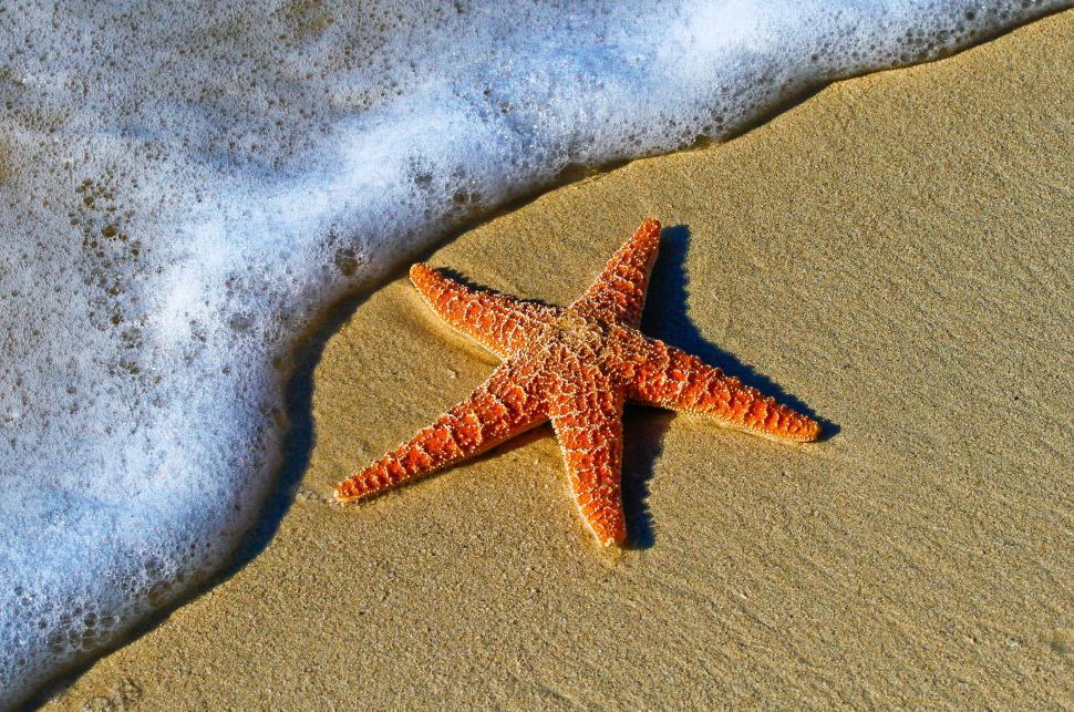 Free Image of Starfish Resting on Sandy Beach 