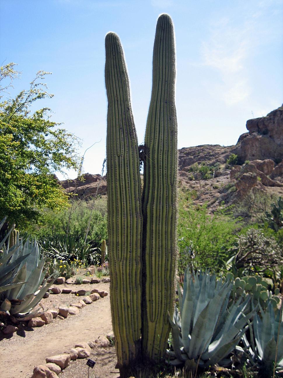 Free Image of Twin Saguaro with Nest in Middle 