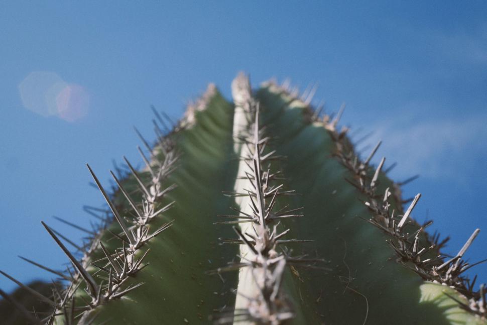 Free Image of Close Up of Cactus Plant With Blue Sky Background 
