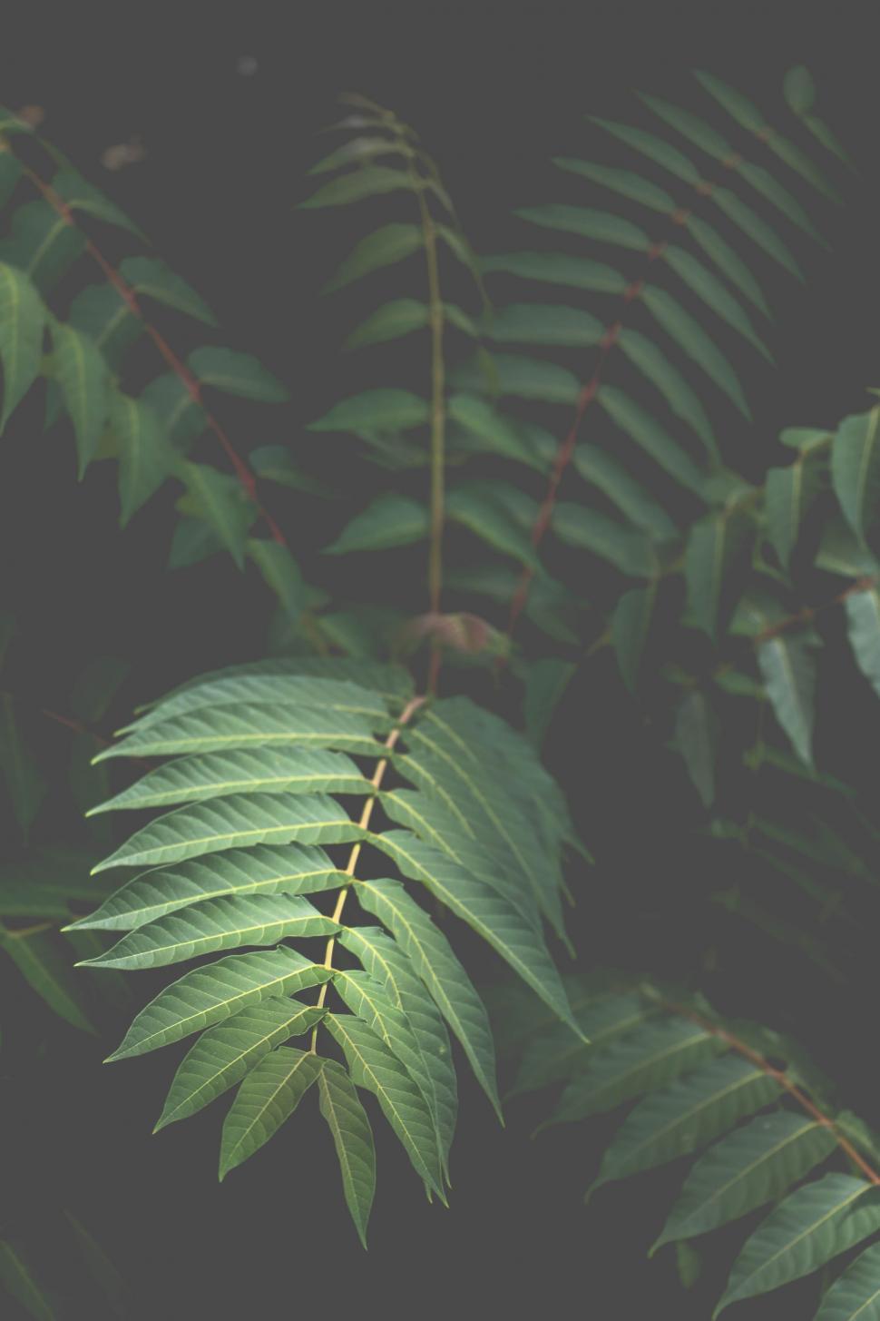 Free Image of Close Up of a Green Leaf on a Tree 