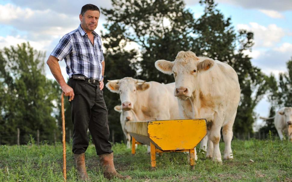 Free Image of Man Standing in Field With Cows 
