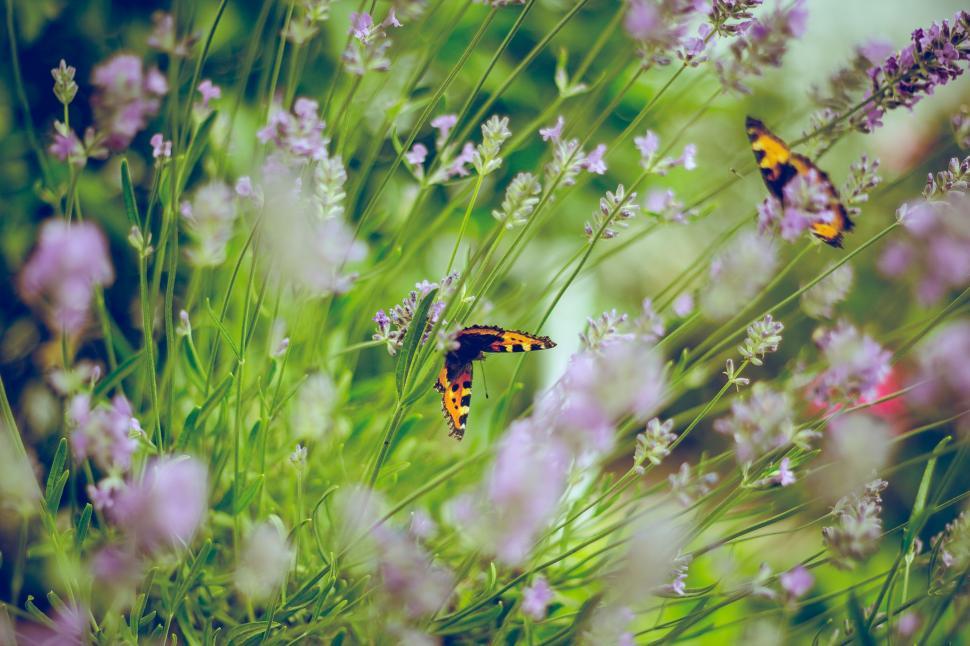 Free Image of Two Butterflies Flying Over a Green Field 