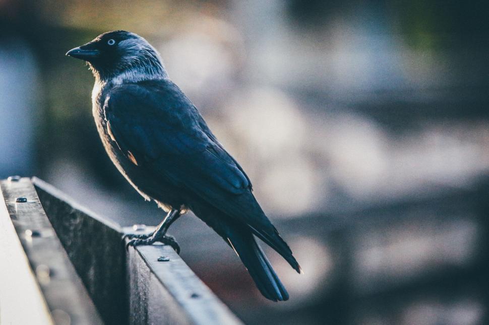 Free Image of Black Bird Perched on Wooden Bench 