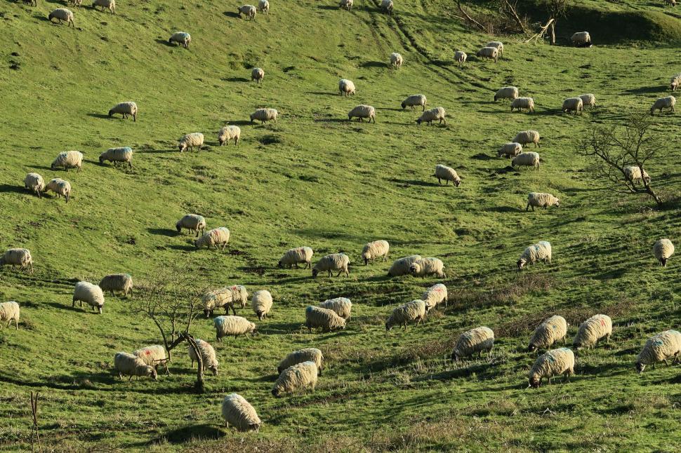 Free Image of A Herd of Sheep Grazing on a Lush Green Hillside 