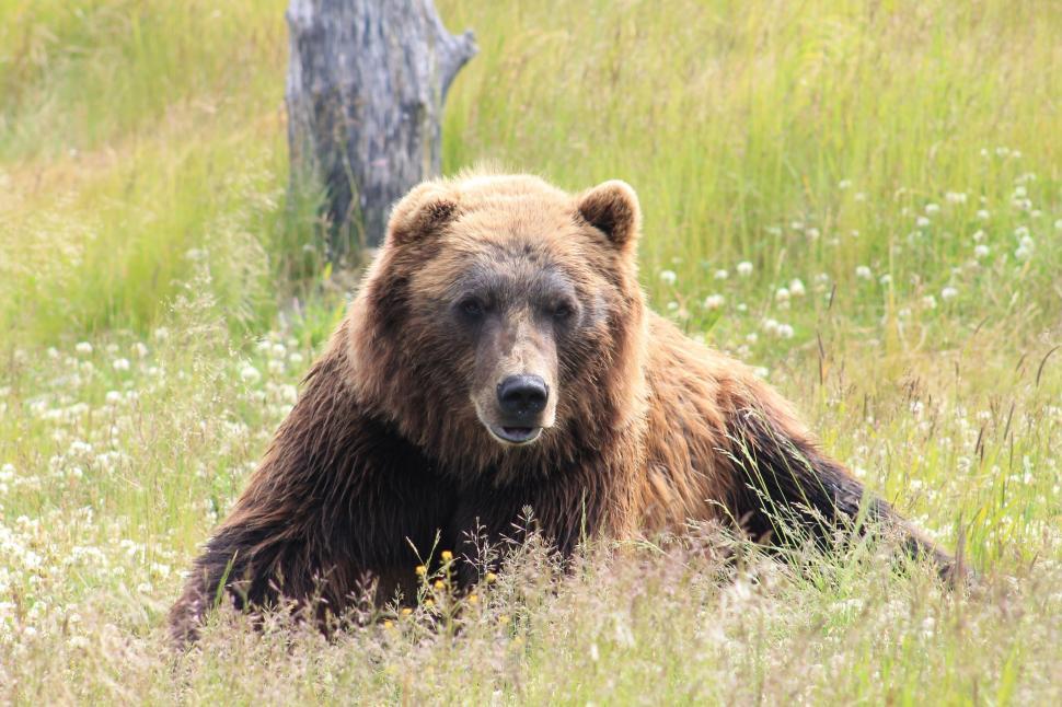 Free Image of Large Brown Bear Sitting in a Grassy Field 