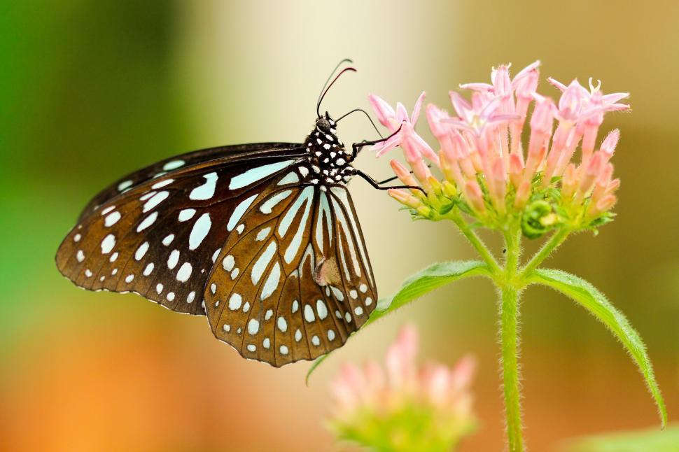 Free Image of Black and White Butterfly on Pink Flower 