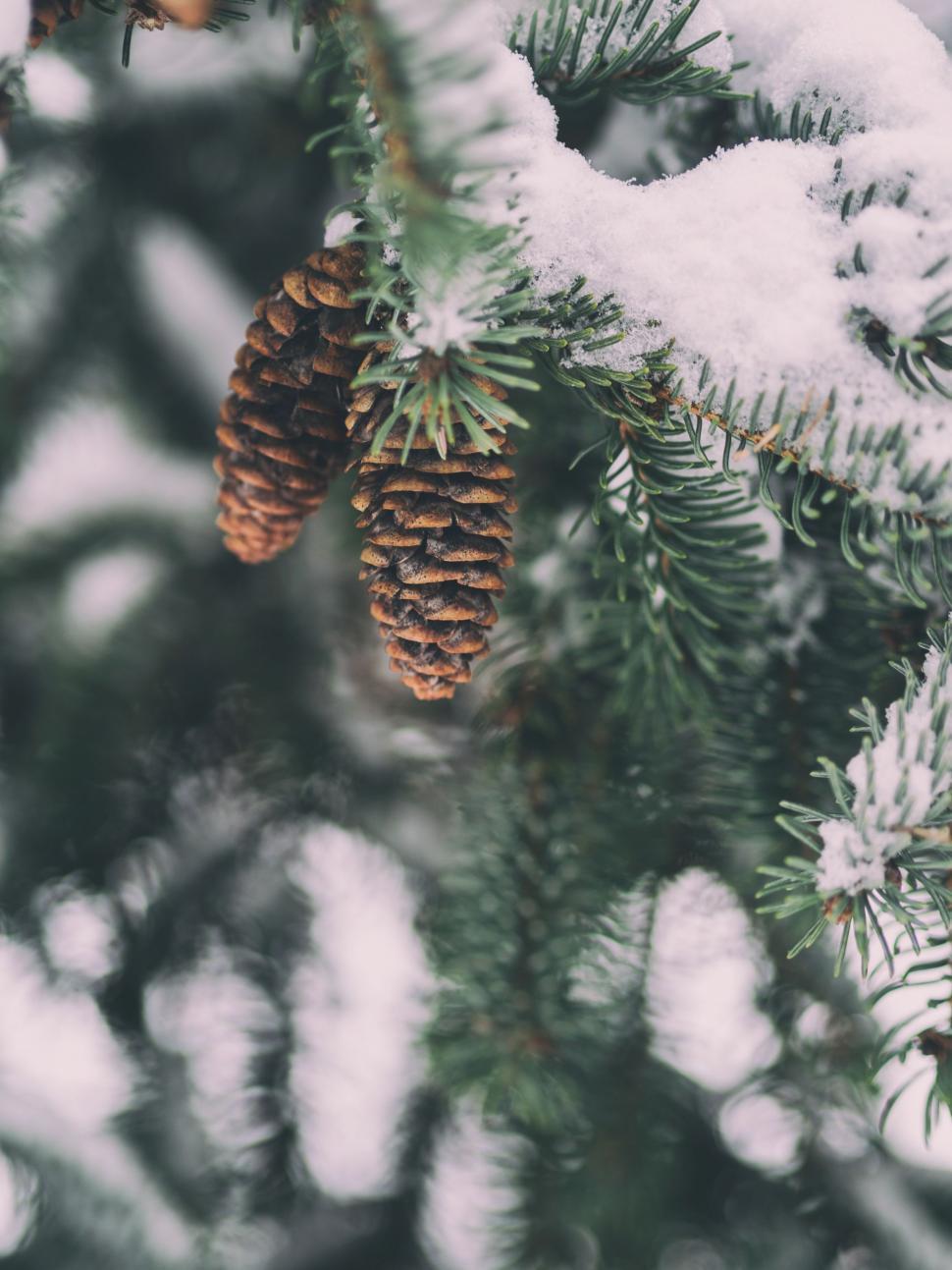 Free Image of Pine Cone Hanging From Snow-Covered Tree 
