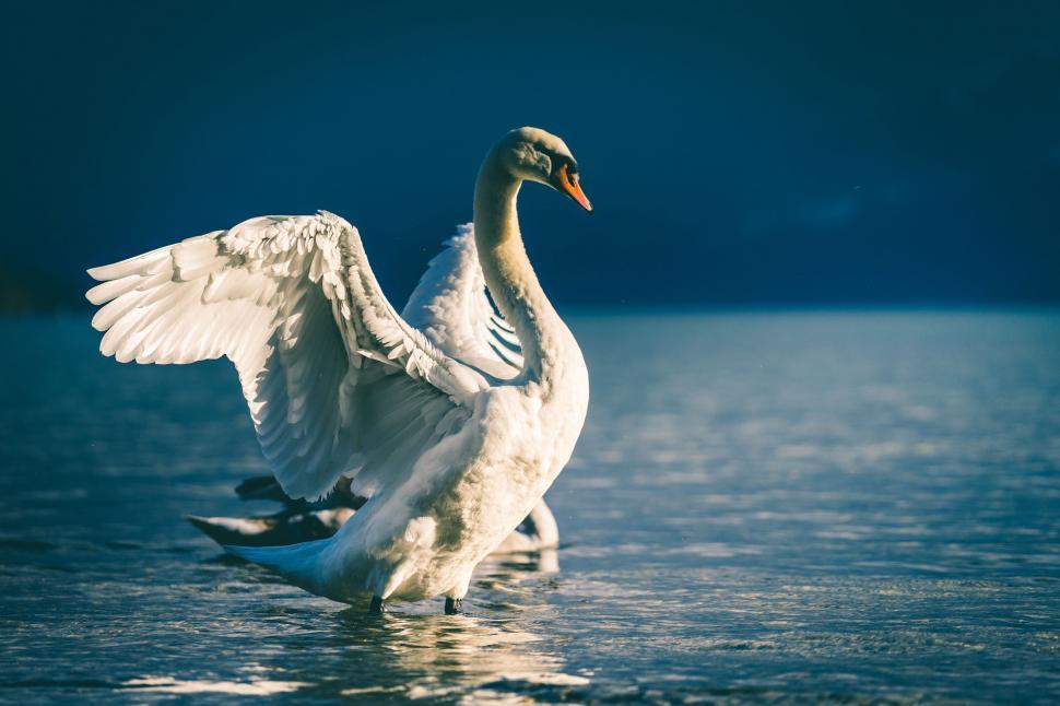 Free Image of Majestic White Swan Standing on Body of Water 