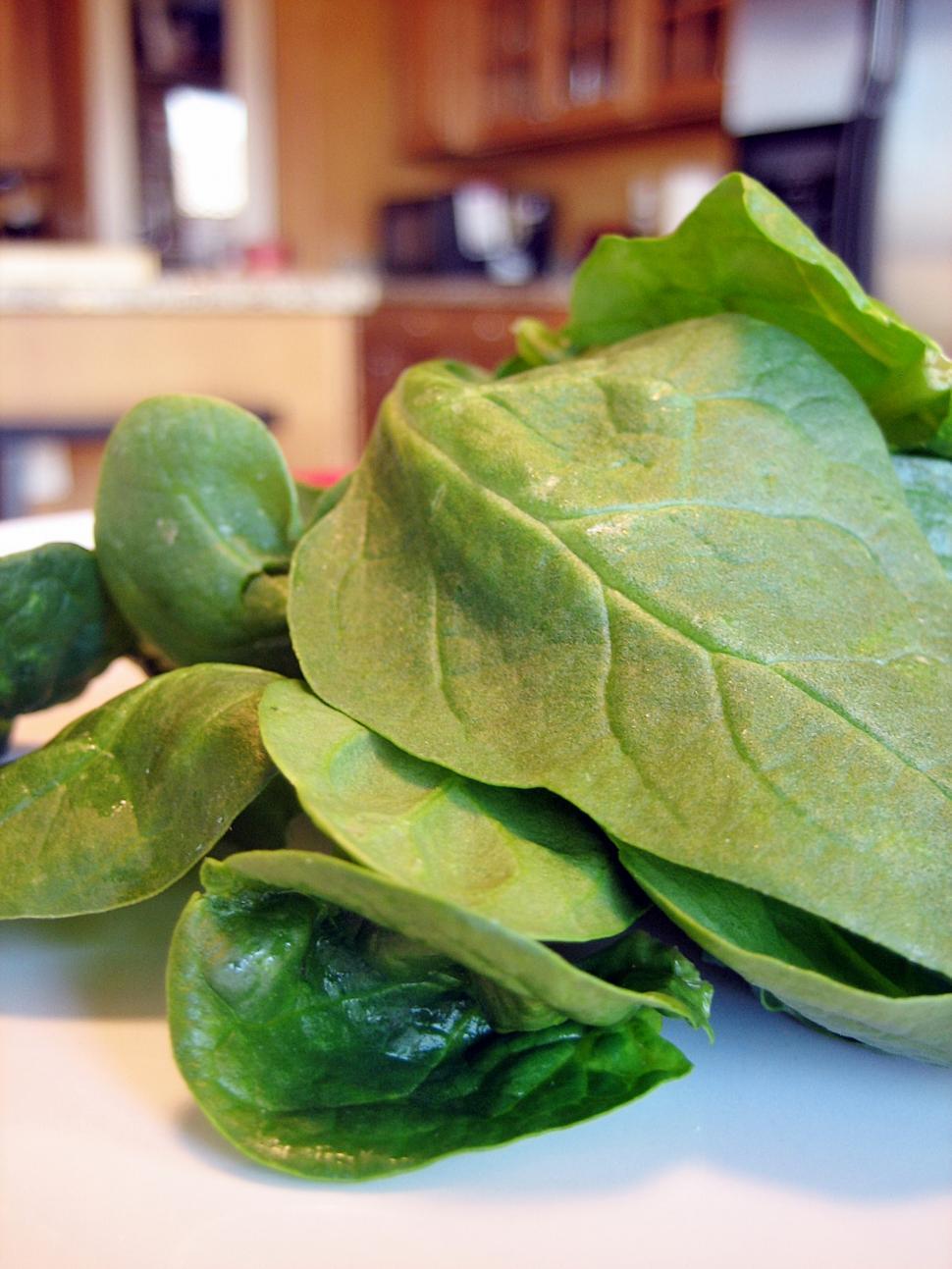 Download Free Stock Photo of Fresh Spinach 