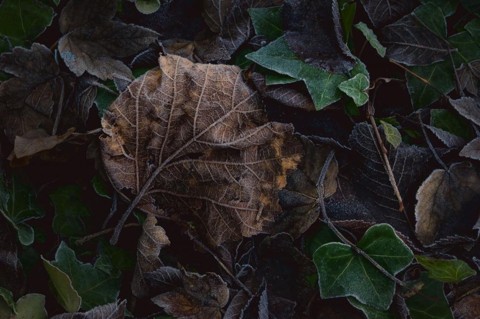 Free Image of A Fallen Leaf on the Ground 