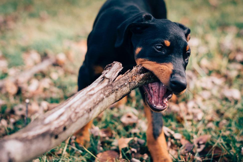 Free Image of Black and Brown Dog Holding Stick in Mouth 