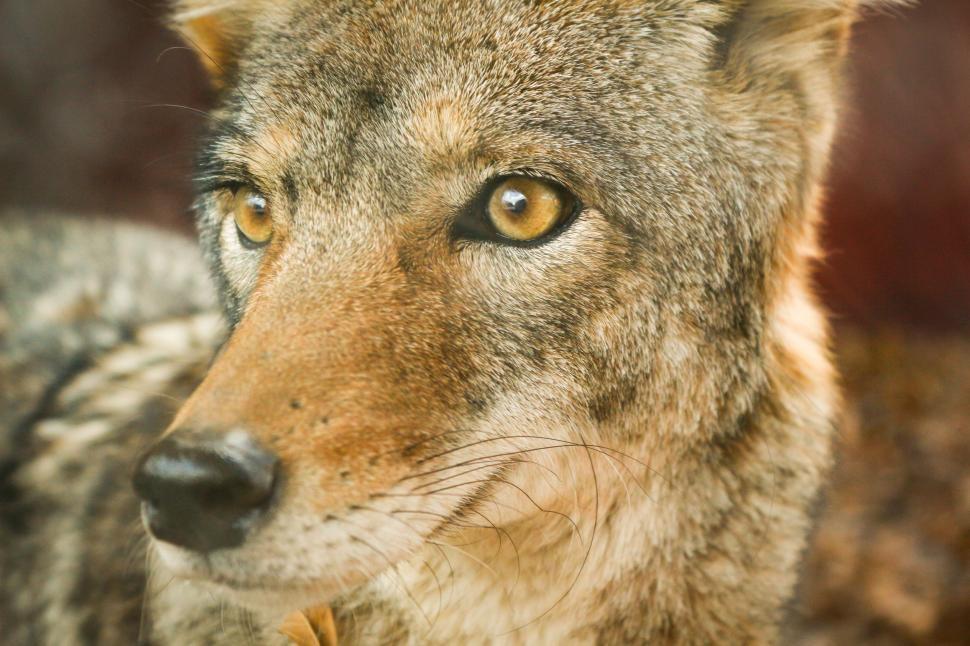 Free Image of Intense Stare: Close Up of a Wolf Looking at the Camera 
