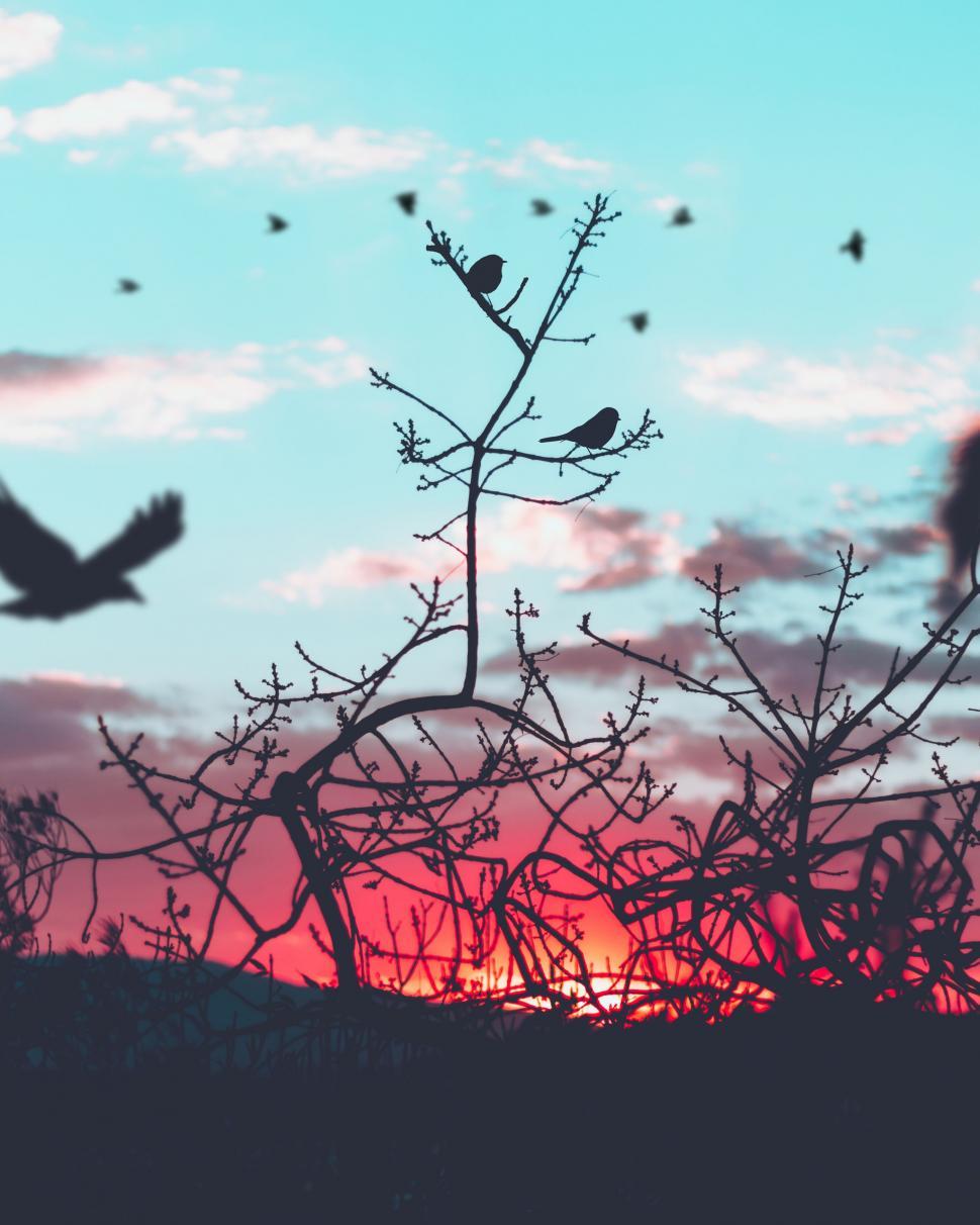 Free Image of Birds Flying Over Tree at Sunset 