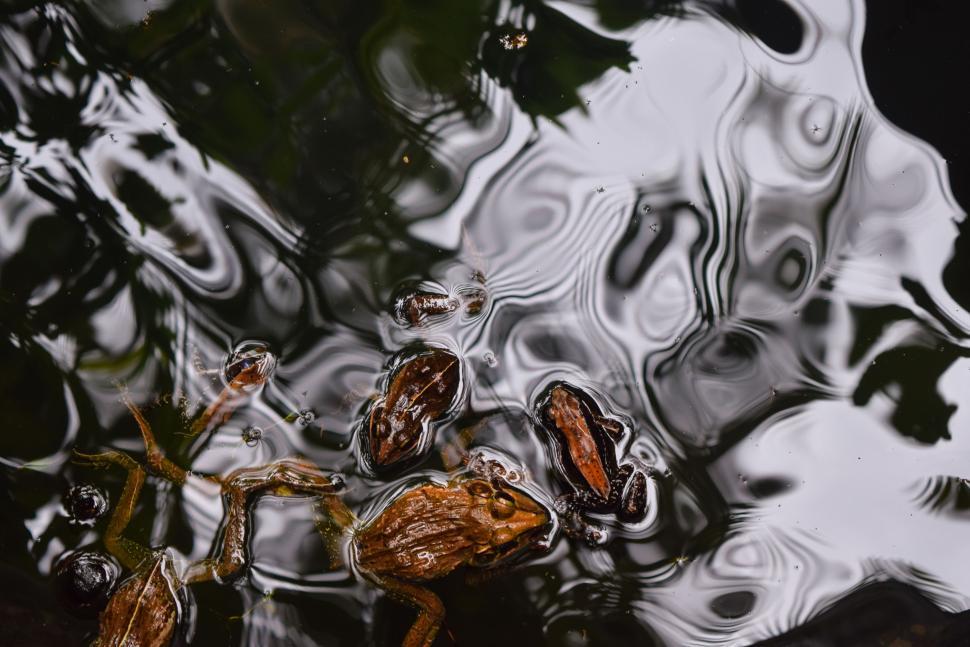 Free Image of Spider Crawling on Water Surface 