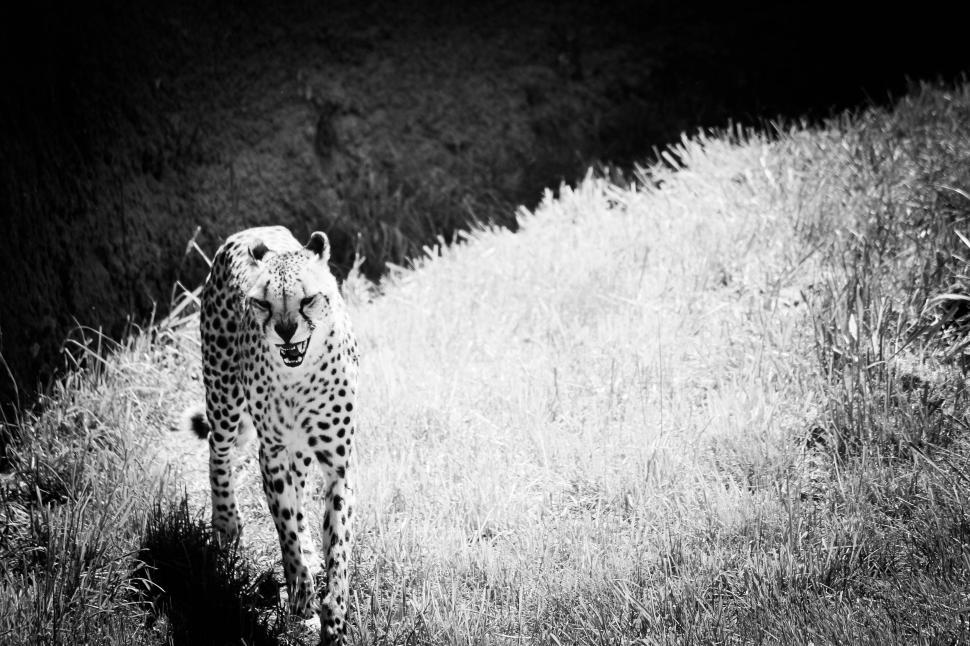 Free Image of Majestic Cheetah in Black and White 