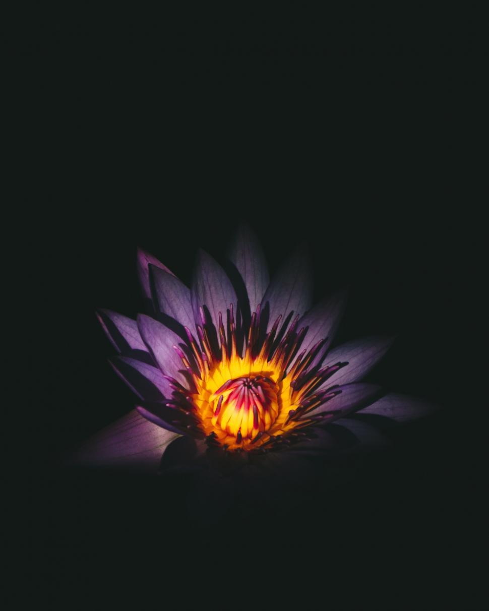 Free Image of Purple and Yellow Flower Blooming in Darkness 