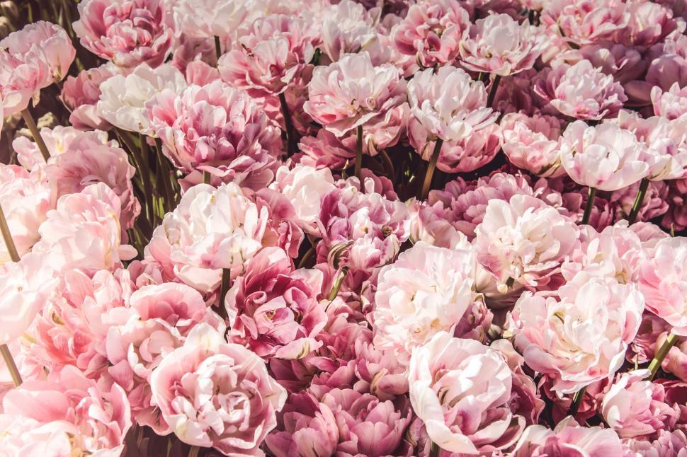 Free Image of Bunch of Pink Flowers in a Vase 