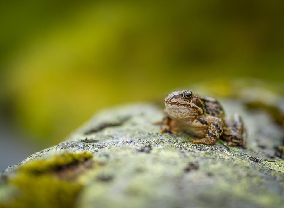 Free Image of Frog Sitting on Moss Covered Rock 