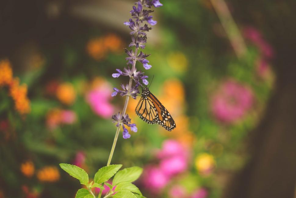 Free Image of Butterfly Perched on Purple Flower in Garden 