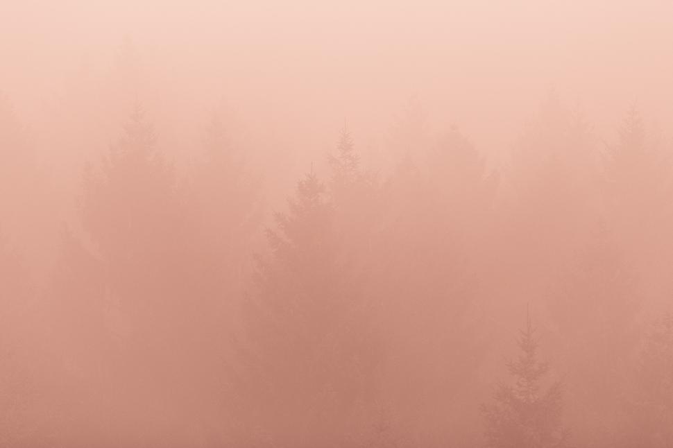Free Image of Foggy Field With Distant Trees 