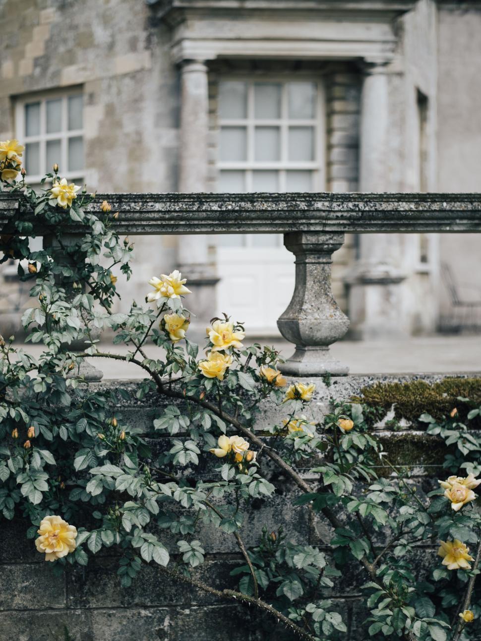 Free Image of Yellow Flowers Growing on the Side of a Building 