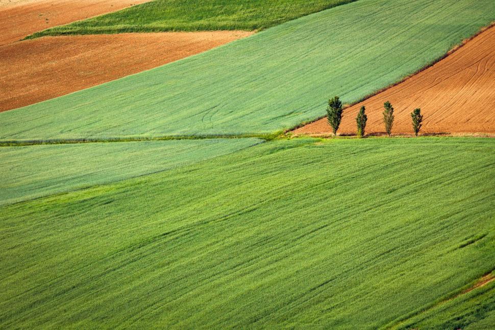 Free Image of Row of Trees in Green Field 