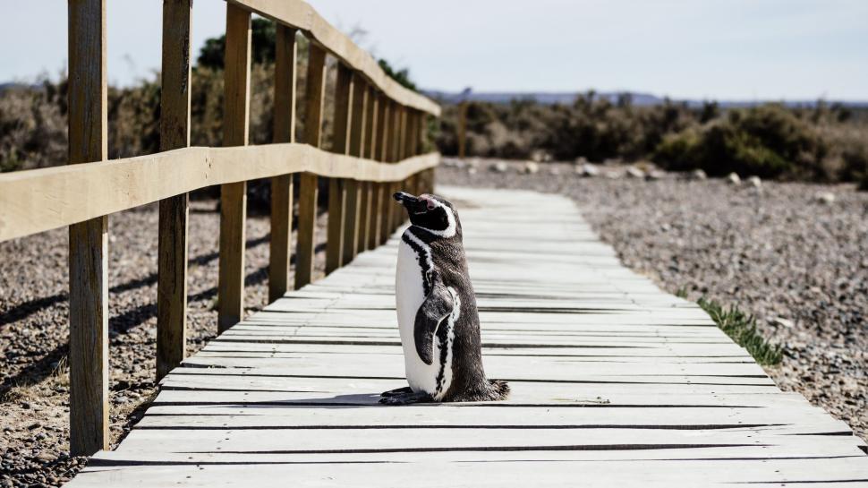 Free Image of Small Penguin Standing on Wooden Walkway 