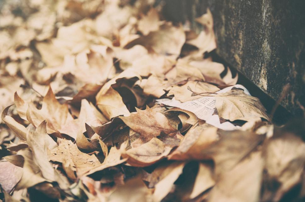 Free Image of Pile of Leaves Next to Wooden Wall 
