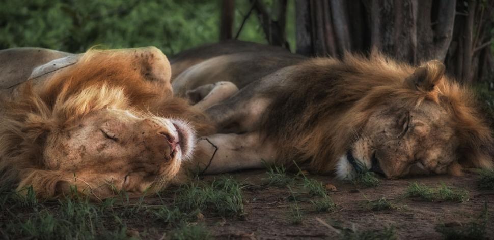 Free Image of Two Lions Resting on Lush Green Field 