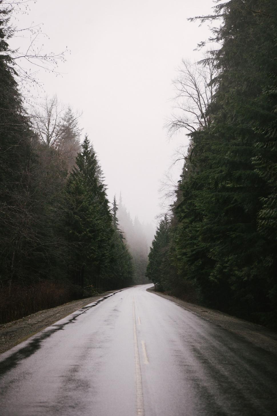 Free Image of A Black and White Photo of a Road in the Woods 