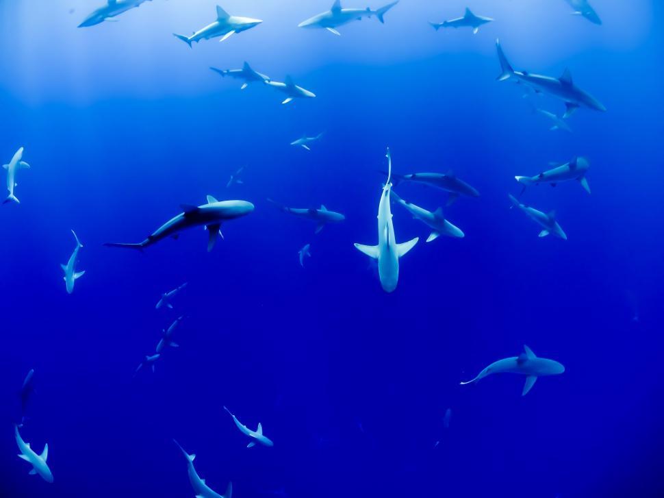 Free Image of Large Group of Sharks Swimming in the Ocean 