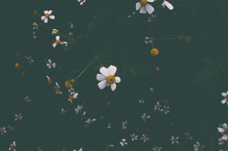 Free Image of Group of White Flowers Floating on Water 