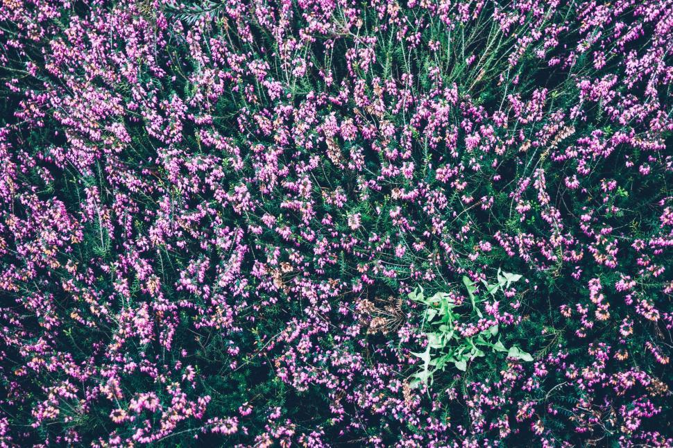 Free Image of Field of Purple Flowers Under the Sun 