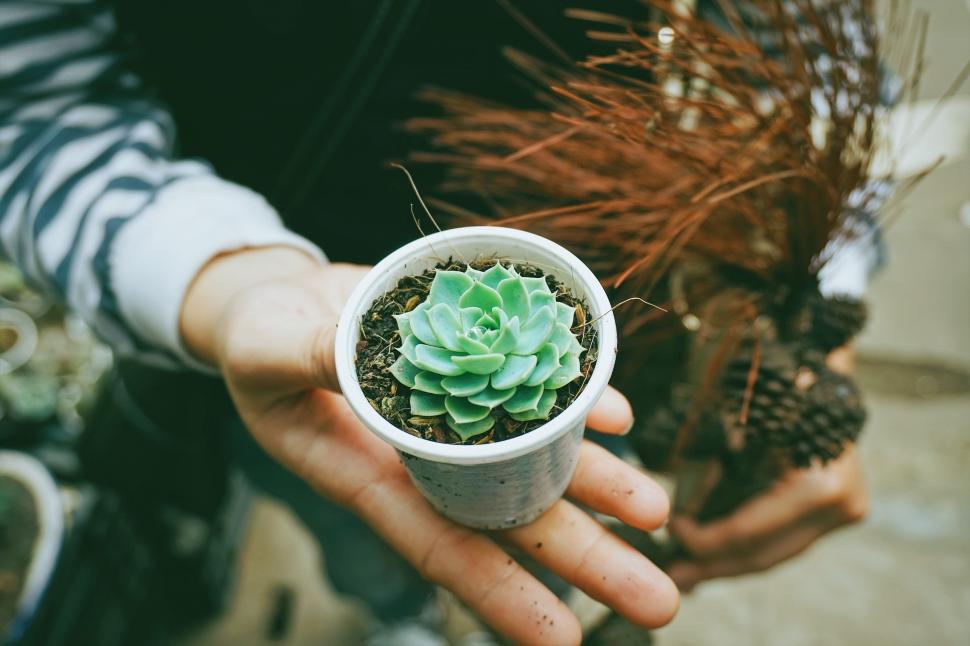 Free Image of Person Holding Potted Plant 