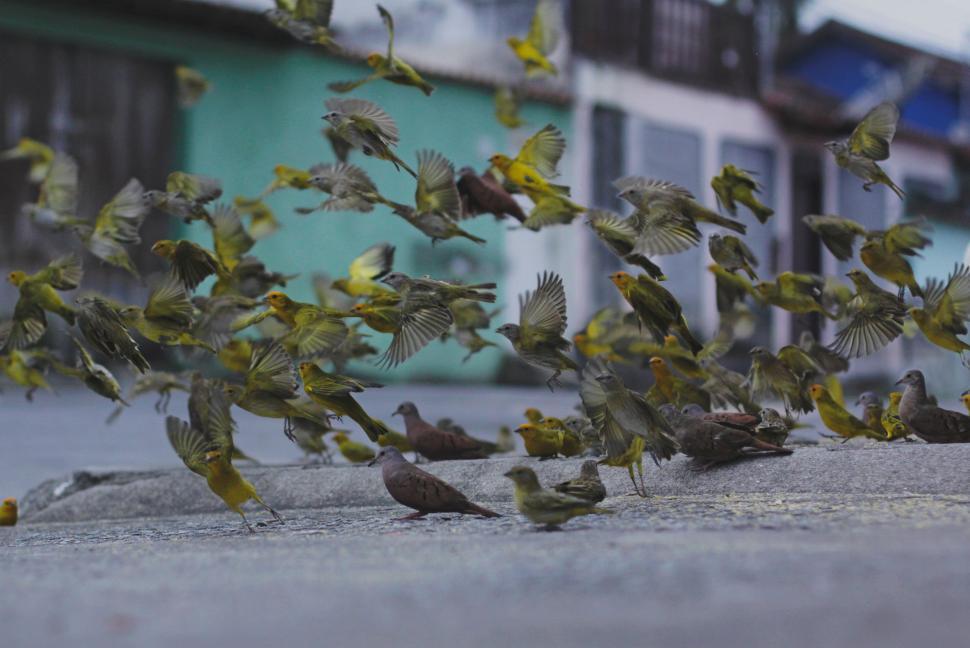 Free Image of Flock of Birds Flying Over a Sidewalk 