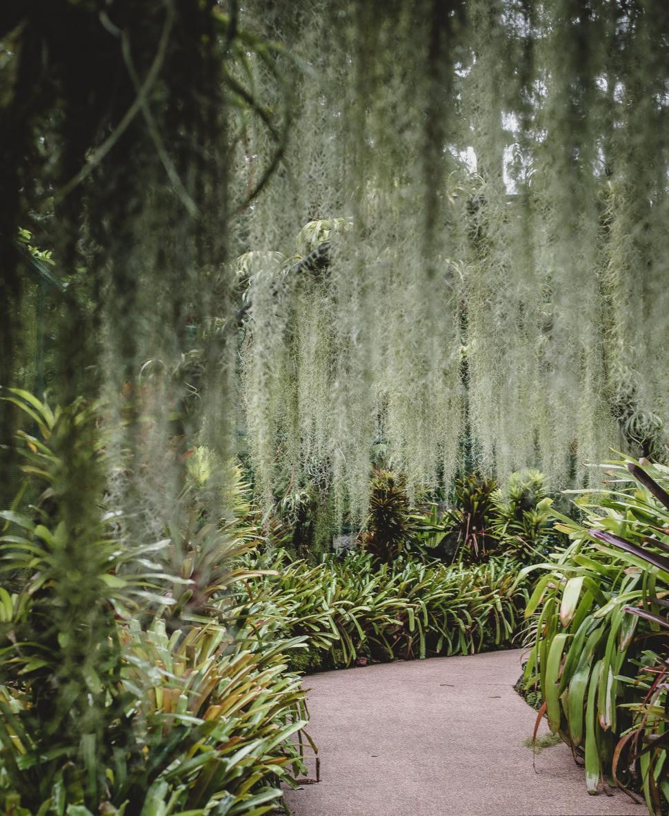 Free Image of Green Plant-Lined Walkway 