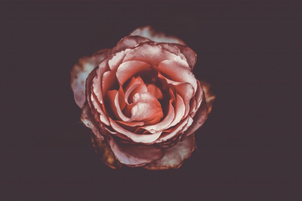 Free Image of Pink Rose on Black Background 